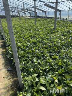 高度30厘米洒金珊瑚