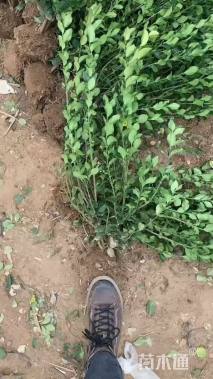 高度60厘米卫矛