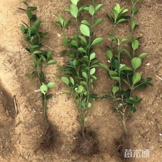 高度30厘米大叶黄杨