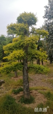 造型金叶榆