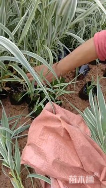 高度50厘米花叶芦竹