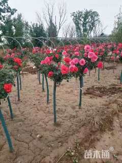 高度120厘米棒棒糖月季