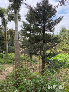 裸干高400厘米狐尾椰