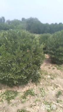 冠幅125厘米大叶黄杨球