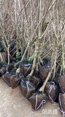 高度60厘米脆红李