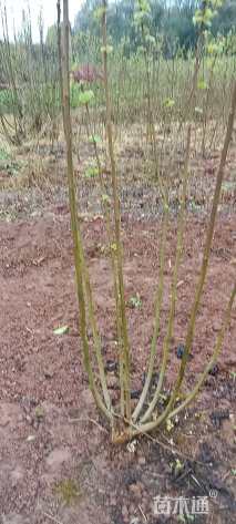 高度200厘米木芙蓉