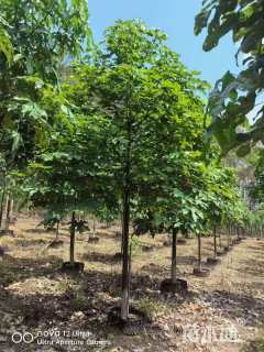 8公分澳洲火焰木