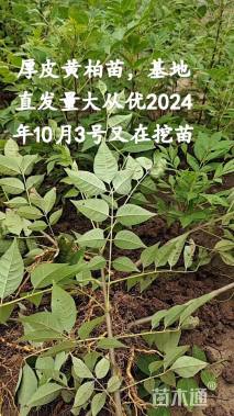 高度1厘米黄柏小苗