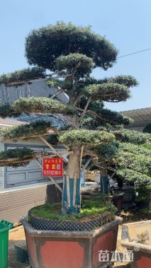 50公分山楂树