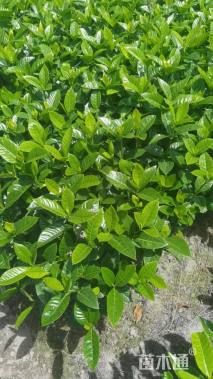 高度30厘米大叶栀子