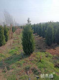 高度220厘米桧柏