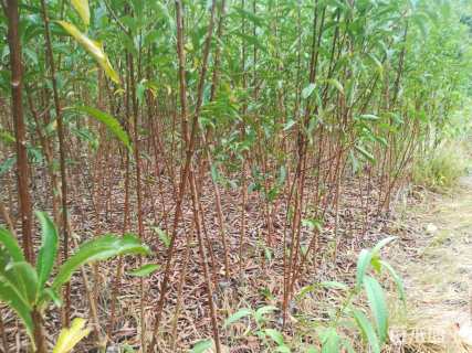 高度70厘米青脆李