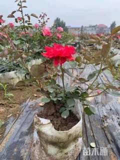 高度80厘米大花月季