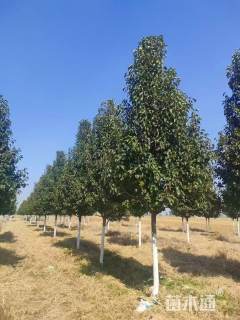 14公分彩叶豆梨