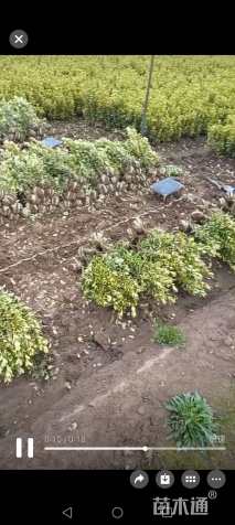 高度40厘米金边黄杨