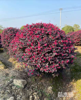 冠幅100厘米红花继木球