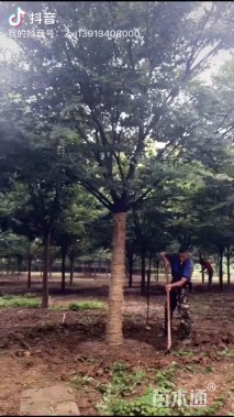 22公分榉树