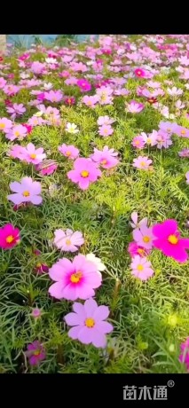 高度20厘米波斯菊