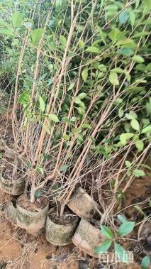 高度180厘米红叶石楠篱笆