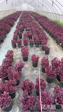 高度20厘米红莲子草