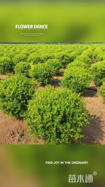 冠幅80厘米火棘球