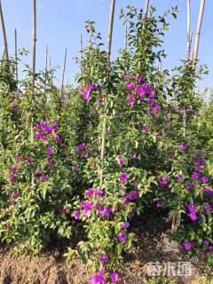 高度150厘米紫花三角梅