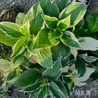 高度15厘米八仙花