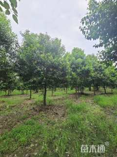 20公分大叶女贞