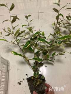 高度30厘米胡颓子