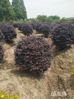 冠幅120厘米红花继木球