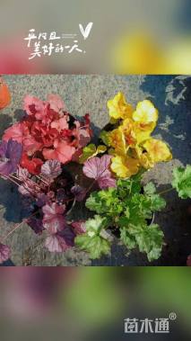 高度15厘米矾根