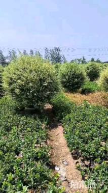 冠幅100厘米银姬小蜡球