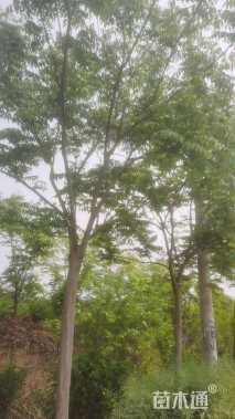 原生苗黄山栾树