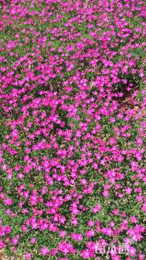 高度10厘米欧石竹