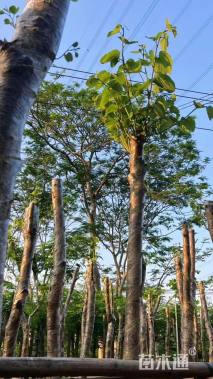 高度400厘米紫荆