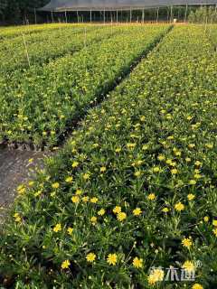 高度25厘米雏菊