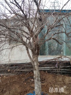 高度220厘米金银木