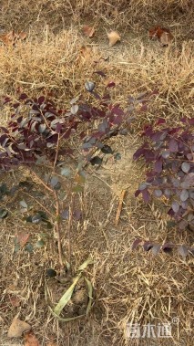 高度40厘米红花继木