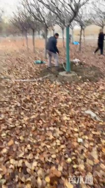 12公分高杆樱花