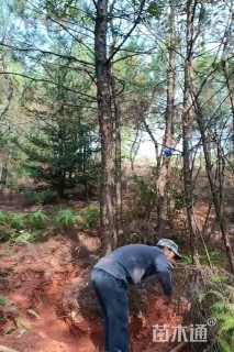 高度300厘米马尾松