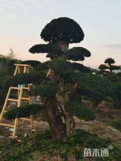 10公分造型榆树