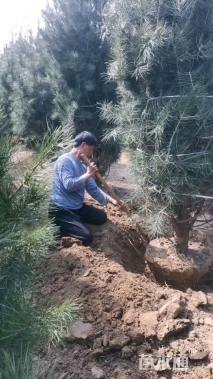 高度300厘米白皮松