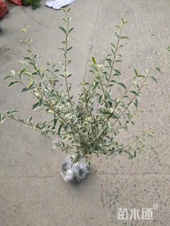 高度30厘米银姬小蜡