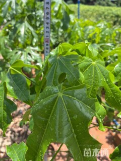 1公分澳洲火焰木