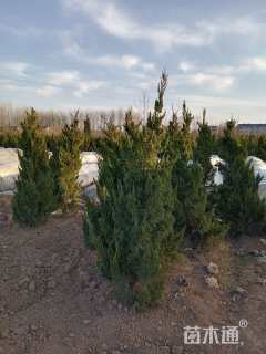 高度400厘米龙柏