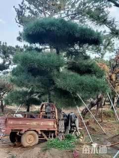 10公分造型油松