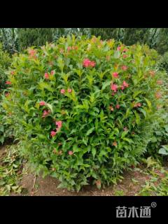 高度120厘米红王子锦带球