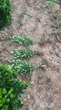 高度50厘米大叶黄杨小苗