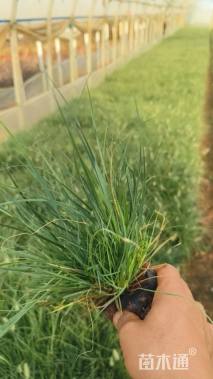 高度10厘米小兔子狼尾草