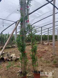 高度150厘米木香